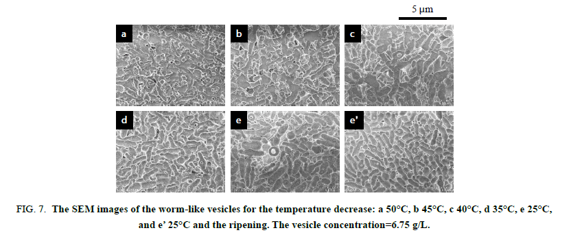 chemxpress-worm-like-vesicles-temperature-decrease