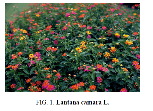environmental-science-Lantana-camara