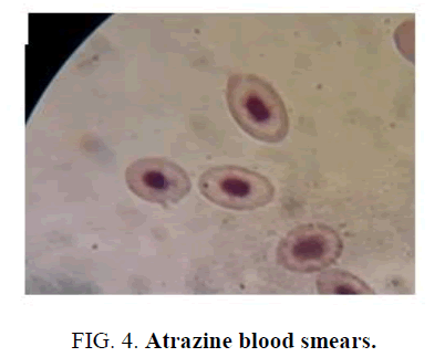 environmental-science-atrazine