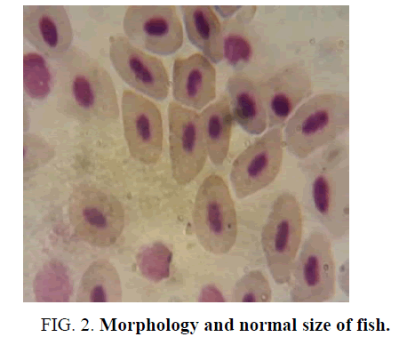 environmental-science-morphology
