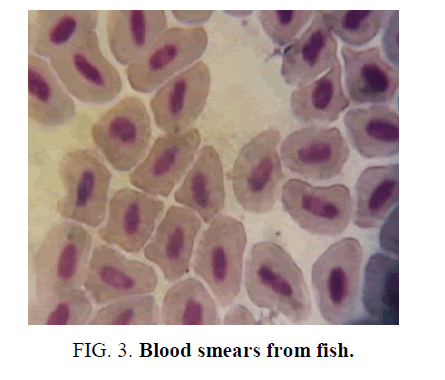 environmental-science-smears