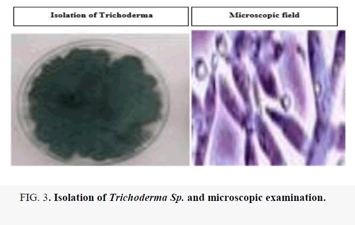 macromolecules-microscopic-examination