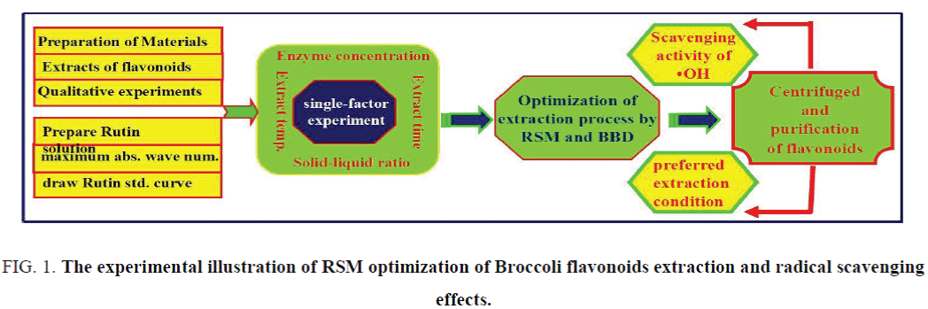 nano-science-nano-technology-optimization-Broccoli-flavonoids