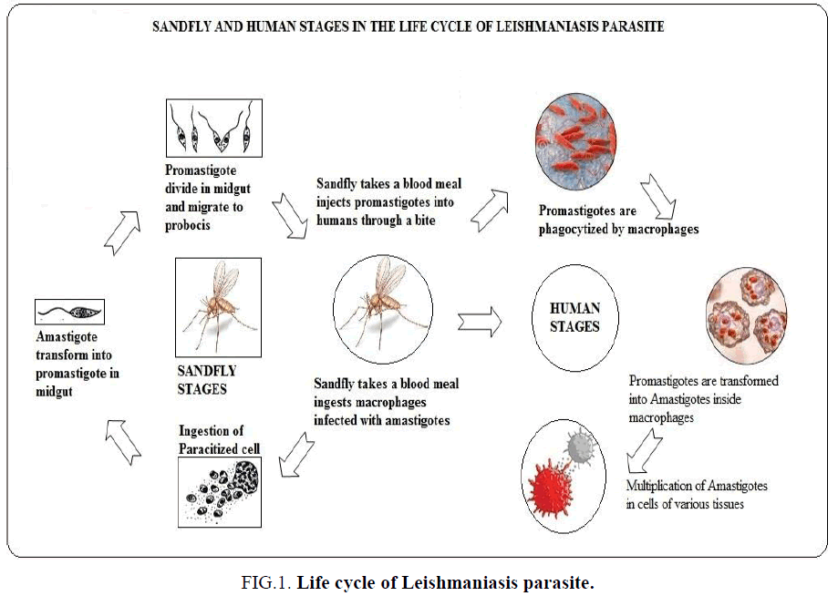 natural-products-Leishmaniasis-parasite