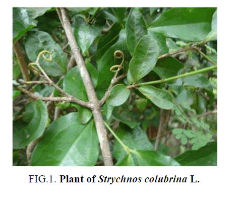 natural-products-Plant-Strychnos-colubrina
