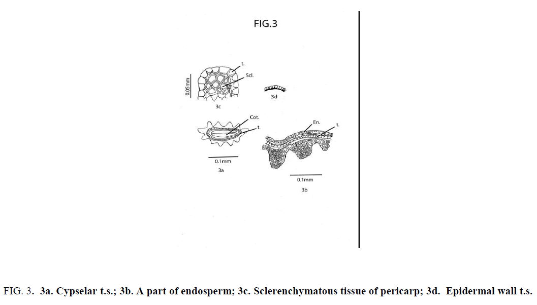 natural-products-tissue-pericarp