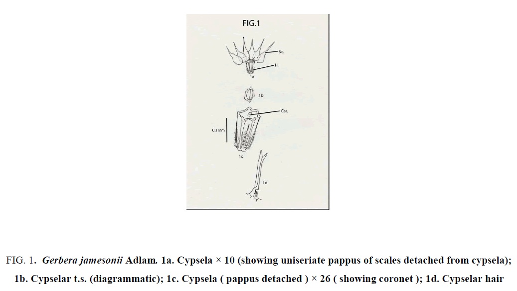 natural-products-uniseriate-pappus