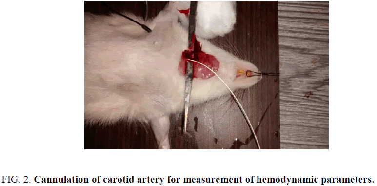 research-reviews-biosciences-carotid-artery