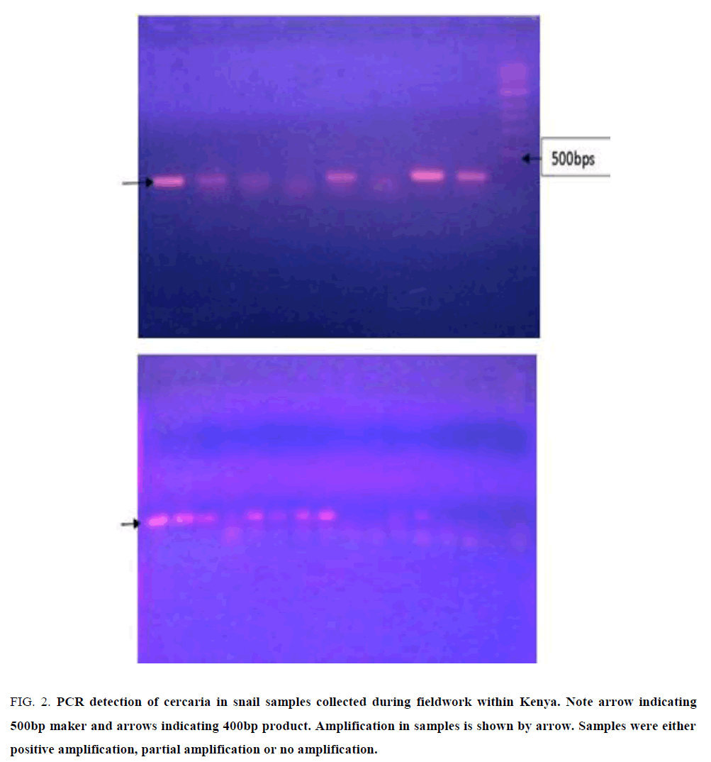 research-reviews-biosciences-cercaria