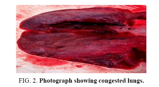 research-reviews-biosciences-congested-lungs