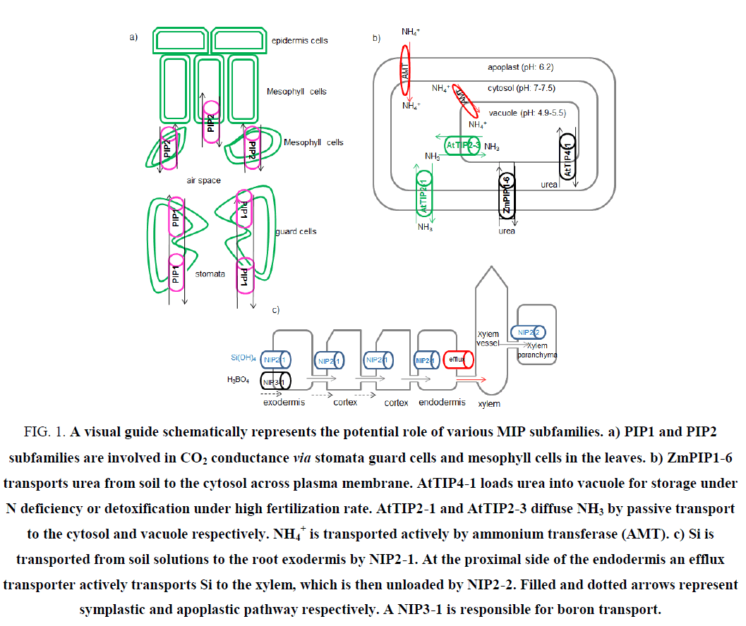 research-reviews-biosciences-efflux-transporter-actively