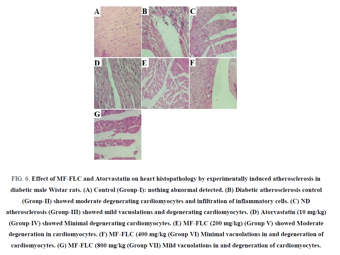 research-reviews-biosciences-heart-histopathology