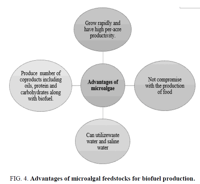 research-reviews-biosciences-microalgal-feedstocks