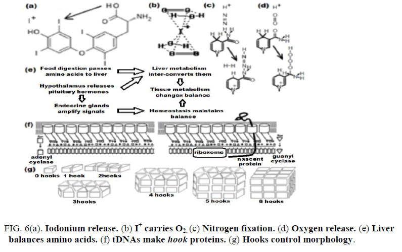 research-reviews-electrochemistry-Iodonium-release