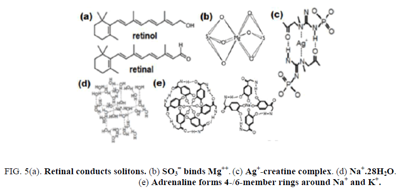 research-reviews-electrochemistry-Retinal-conducts-solitons