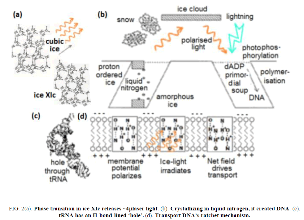 research-reviews-electrochemistry-Transport-DNA-ratchet-mechanism