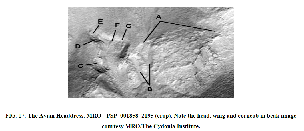 space-exploration-wing-corncob-beak-image